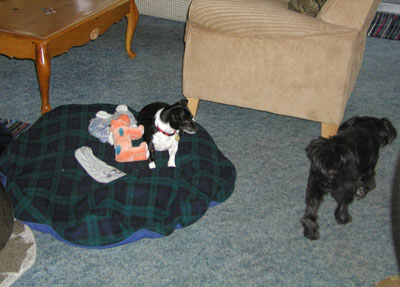 hdogs_living.jpg