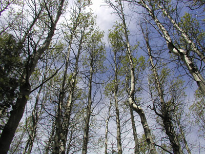 ltrees.jpg