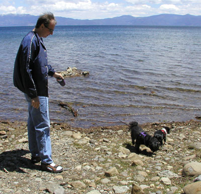 collie&doggies.jpg