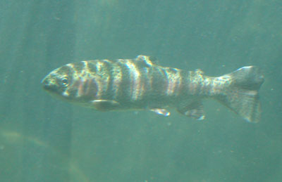 lfish.jpg