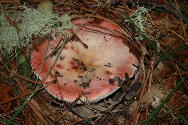 mushroom20001.JPG
