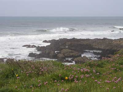 i_flowers&surf.jpg