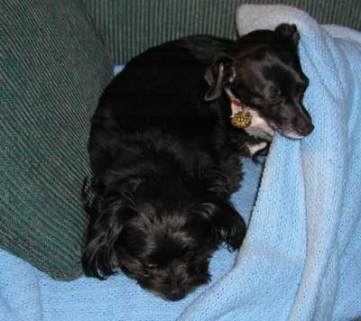 s_dogs.jpg