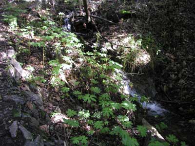 P1010042.jpg