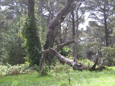 g_forest.jpg
