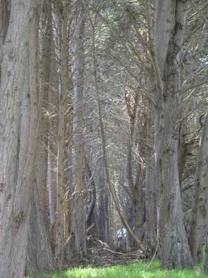 l_treetrail.jpg