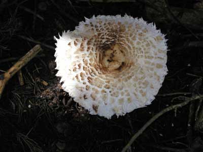 n_mushroom.jpg