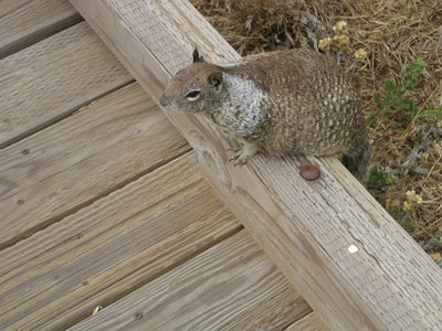 Photo of squirrel