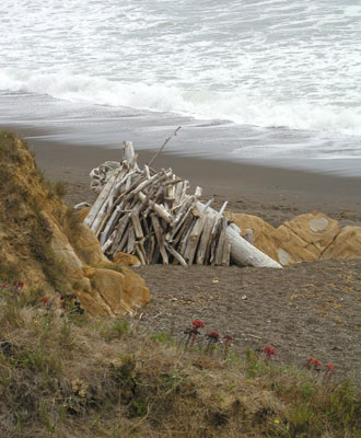Photo of driftwood on Moonstone Beach